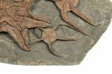 Fantastically Prepared Fossil Starfish & Brittle Stars #196770-4
